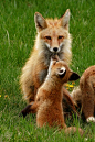 Red foxes