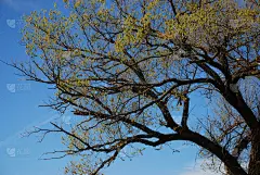 天空,蓝色,枝,水平画幅,无人,衰老过程,古老的,黑色,泉,高对比度