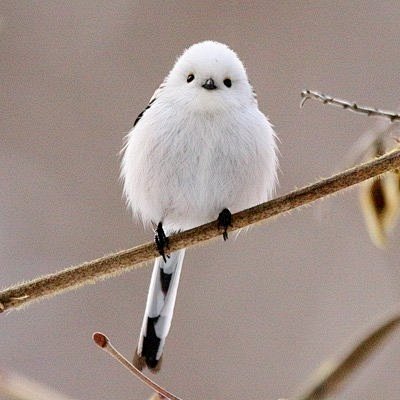 世界上最萌可爱的鸟图片