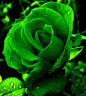 green   rose