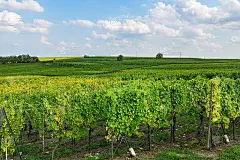 秋收季节日落时分的葡萄园