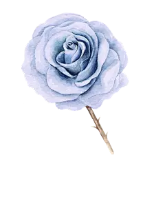 手绘花 蝴蝶 叶子 花环 钻石 花瓣 png素材