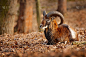 Mouflon, Ovis orientalis, portrait of mammal with 