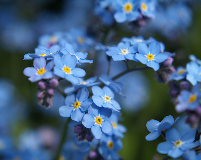 Myosotis Sylvatica
勿...