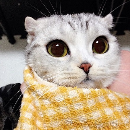 苏格兰折耳猫hana