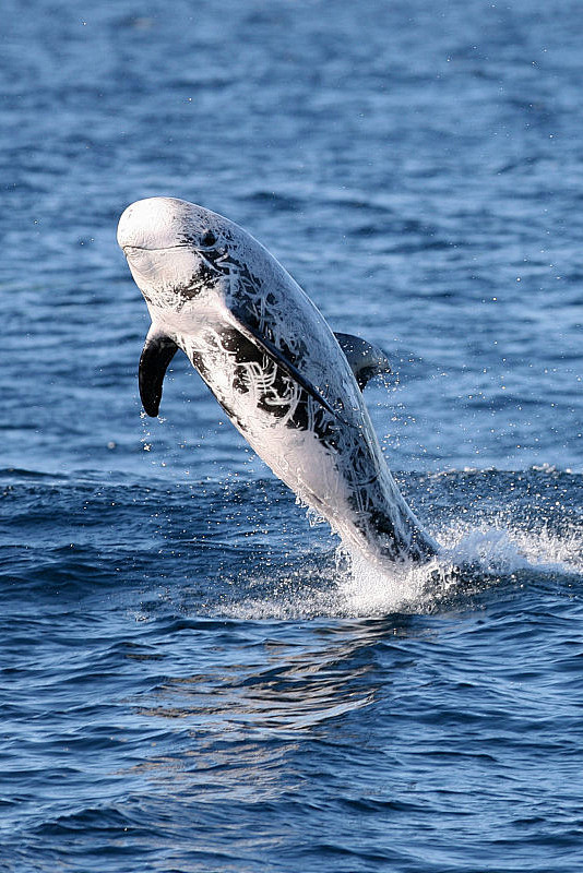鲸目海豚科灰海豚属花纹海豚