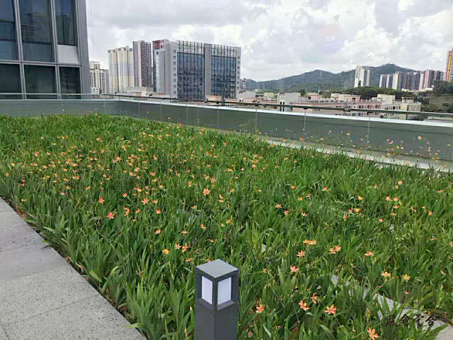屋顶绿化