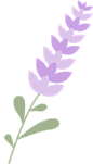 Organic Boho English Lavender