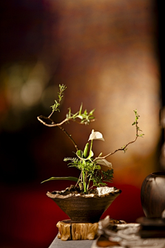 榡柯植物采集到茶道