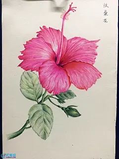 扶桑花彩铅画步骤图www.caibihui.com