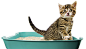 ARM & HAMMER™ Cat Litter – Pet Products   : A happy cat means a happy home. That’s why we make our cat litter with advanced odor control and lots of love.