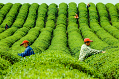 COCOXUHONG采集到茶
