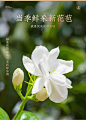 茉莉花_04.jpg