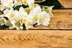 茉莉,木制,背景,周年纪念卡,结婚请柬,生日卡,贺卡,清新,厚木板,浪漫