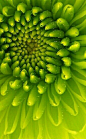 pretty chrysanthemum? Green- May is Mental Health  Awareness Month & September is Muscular Dystrophy (MD) Awareness Month