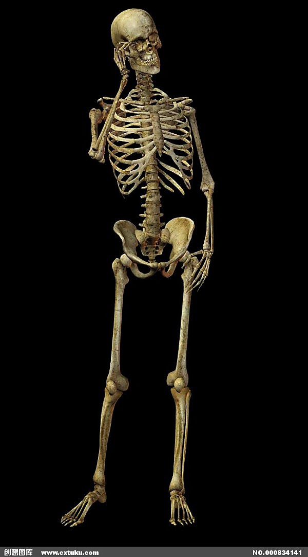 人体骨骼结构图 骷髅人图片