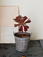 tin bucket (round) M　Aeonium