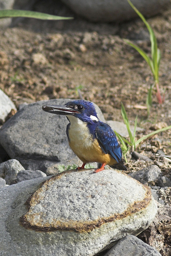 佛法僧目翠鸟科翠鸟属半领翠鸟