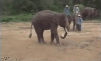 好屌的大象