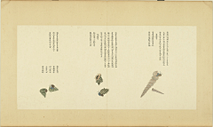 木槿花开(采集)采集到古画-动物