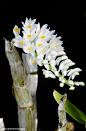 Dendrobium Secuncum Alba