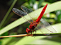 Red Dragonfly