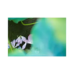 京色 | 无尽夏。前阵子与狸花先生相约的久违的雨后散步。可在订阅号（mochizukikaoru1）主窗口回复:81，放了5枚手机壁纸。