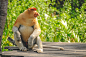 Sabah Proboscis monkey by Trip Stock on 500px