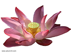 qiqiqi777采集到单物价