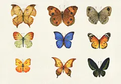 蝴蝶练习-房东家的女儿_6648__涂鸦王国插画