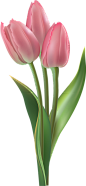 tulip-transparent-18.png (640×1384)