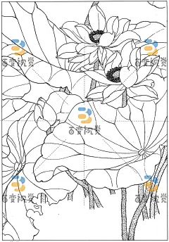 K24064-荷花26.jpg