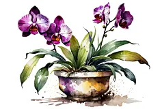 艺术花盆兰花插画图片