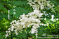 #花卉小百科#【珍珠梅】 被子植物门，双子叶植物纲，蔷薇目，蔷薇科，珍珠梅属 拉丁学名：Sorbaria kirilowii 拍摄地：东山院士公寓