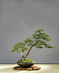 40+ Incredible Bonsai Tree Ideas For Your Garden #bonsaitree #gardendesign #gardenideas