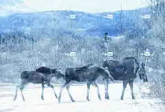 驼鹿 野生动物 动物 自然 哺乳动物 放牧 阿拉斯加州 暴风雪