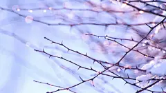 春暖花开春天绿意1920*1080高清壁纸