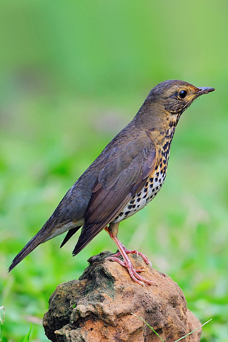 雀形目鸫科鸫属乌灰鸫