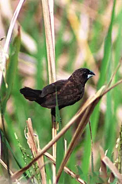 雀形目·梅花雀科·文鸟属：暗栗文鸟