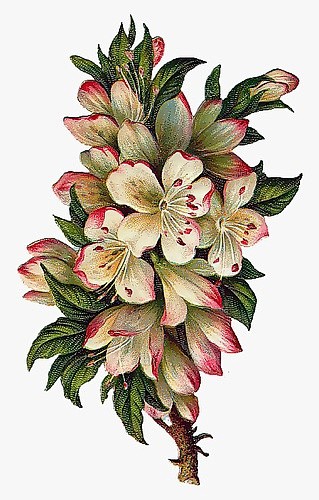 图片素材复古蔷薇花朵