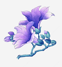 时扉゛采集到紫罗兰