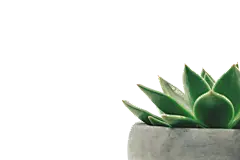 PNG  盆栽