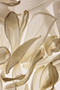 hague51:<br/>White Tulip Petals<br/>