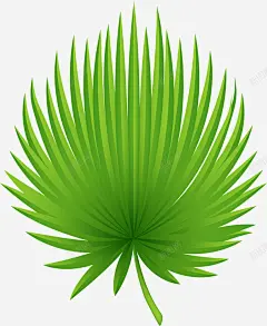 棕榈叶叶子 热带棕榈芭蕉叶 热带植物 环境 绘画 自然 元素 免抠png 设计图片 免费下载 页面网页 平面电商 创意素材