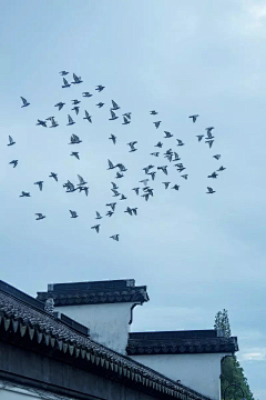 阡陌凝烟采集到❀古意❀