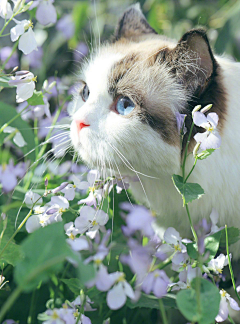 游走的猫🐈采集到动物素材