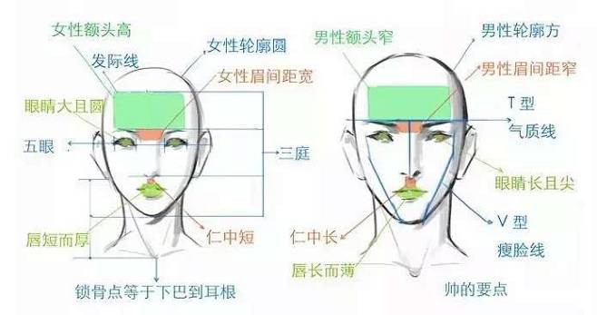 【新手教程】第6期：头部比例分析篇，如何...