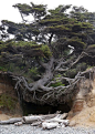 Tree Root Cave, Big Sur, California  photo via abasa树洞-树搭建起来的洞