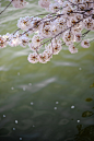 Spring Blossom photo by Annie Spratt (@anniespratt) on Unsplash : Download this photo by Annie Spratt (@anniespratt)