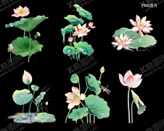 手绘荷花 【酷图网】荷花,荷叶,莲蓬,素材,水墨,水墨荷花,廉洁,莲,荷花插画,插画,png素材,水彩,水彩荷花,花,花朵,叶子,手绘